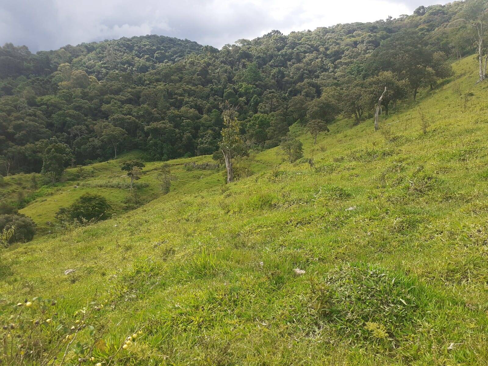 #2345 - Sítio para Venda em Santo Antônio do Pinhal - SP